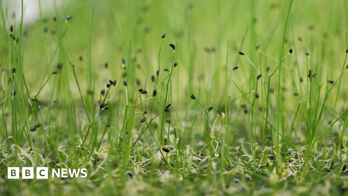 A close up of green seedlings growing inside a vertical farm
