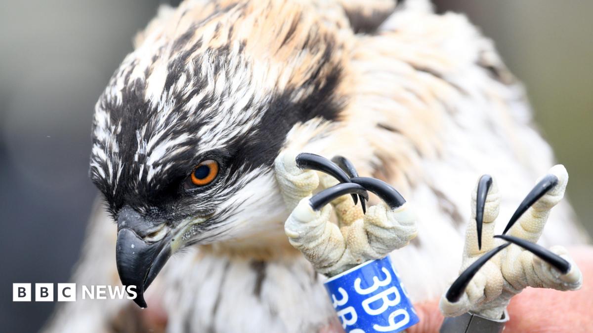 Kielder Forest celebrates fledglings as it approaces milestone
