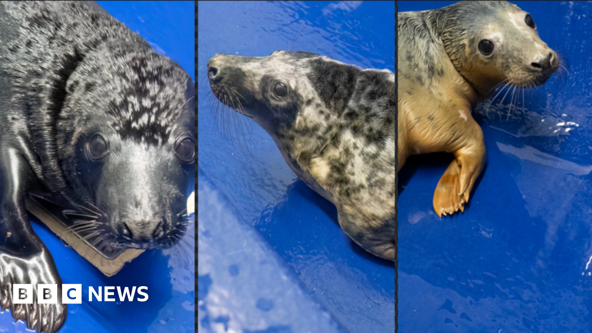 Three rescued seal pups cared for at Cornish Seal Sanctuary BBC News