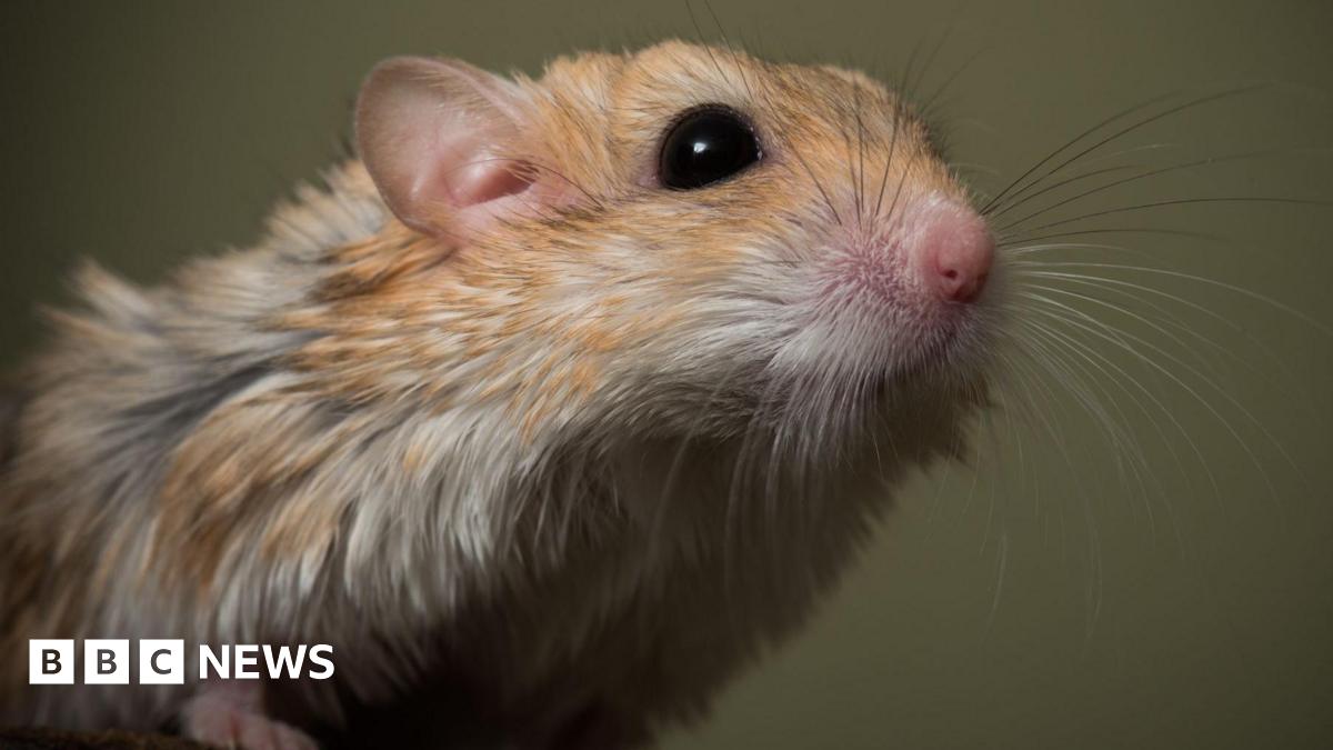 Pet gerbil given oxygen after being saved in Bury St Edmunds fire - BBC ...