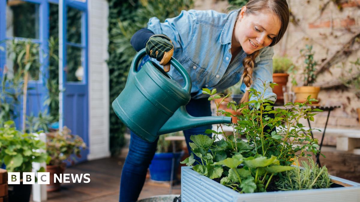UK weather: Four ways your plants could be affected by spring heatwave