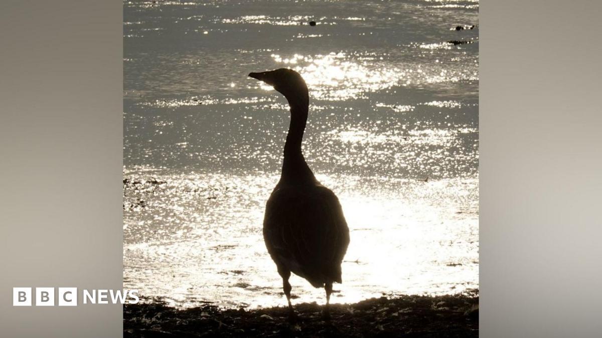 A goose looking out onto the water is cast in silhouette by the sun. It is a plump bird with a long neck.