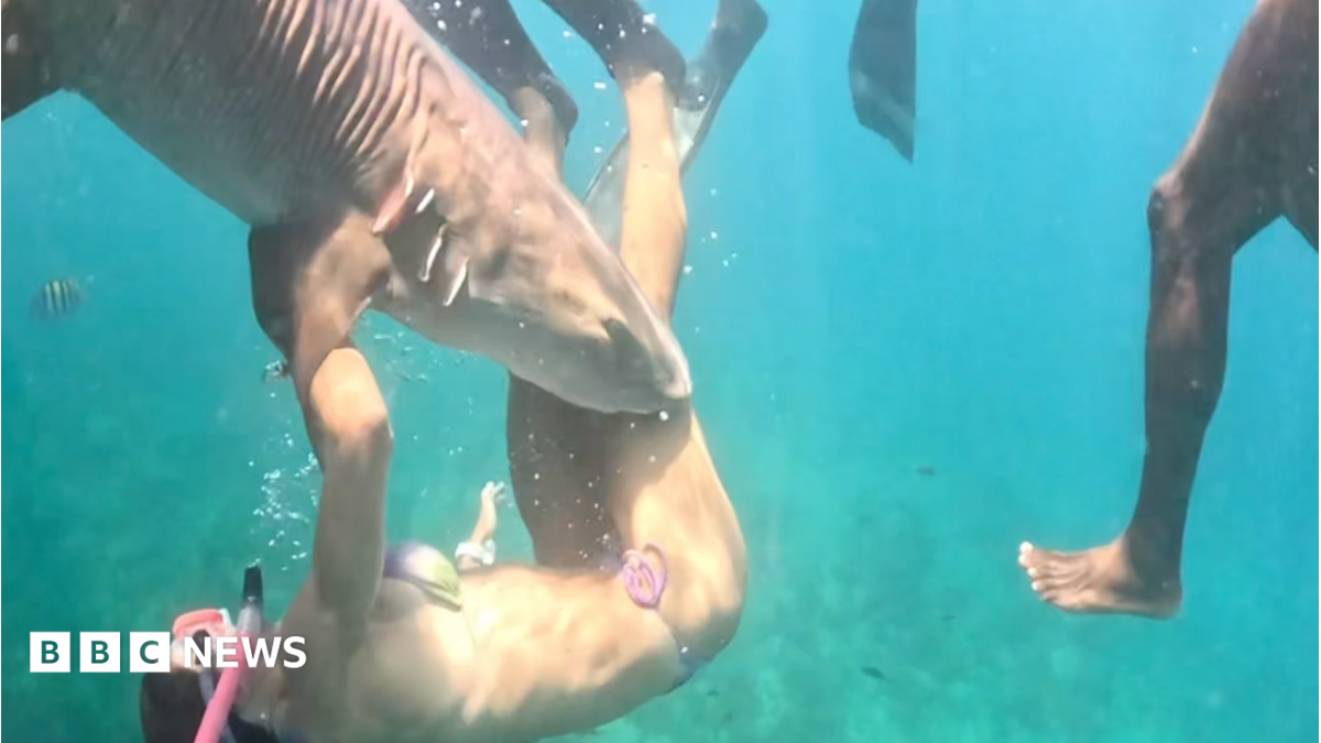 The influencers getting bitten while chasing the perfect shark shot