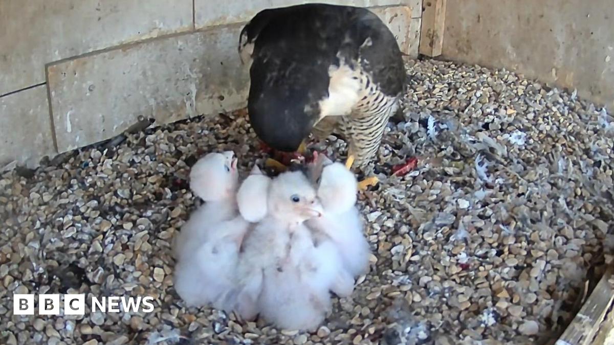 bbc.co.uk - Alex Pope - Higham Ferrers peregrine falcon webcams capture life in the nest