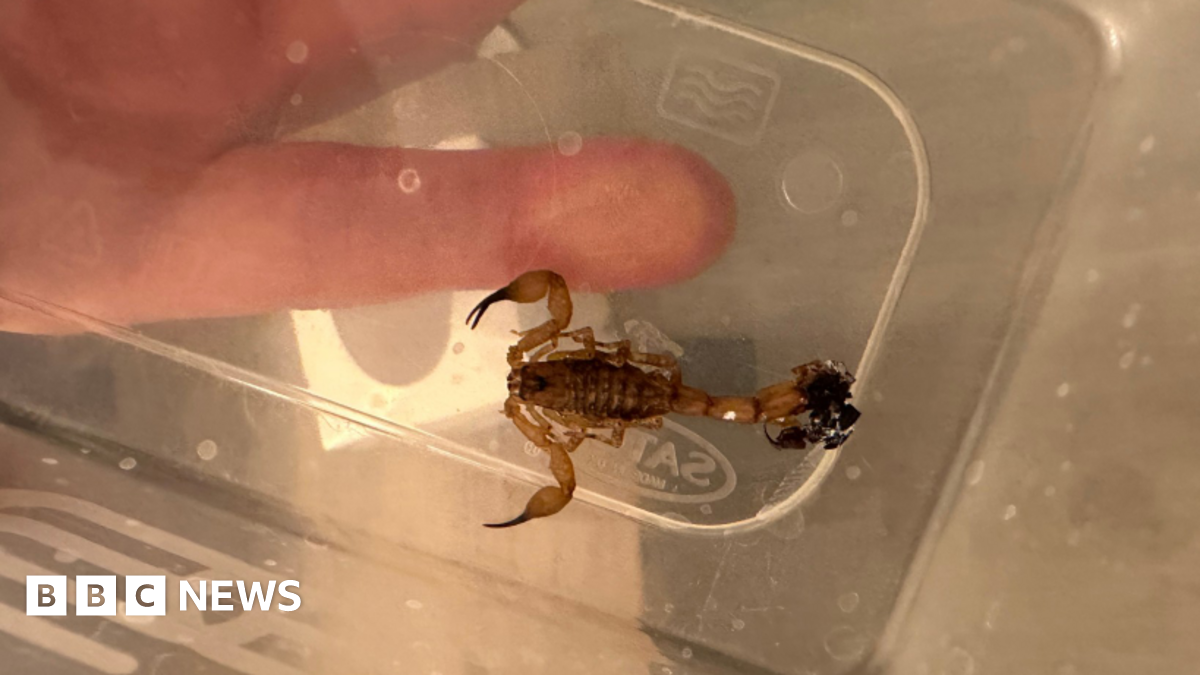 Stowaway creatures on the rise in UK, expert warns - BBC News