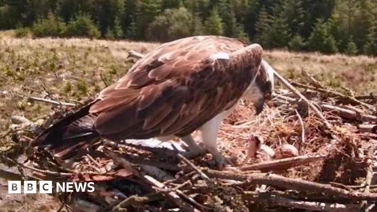 Kielder Forest welcomes first osprey chicks of the year