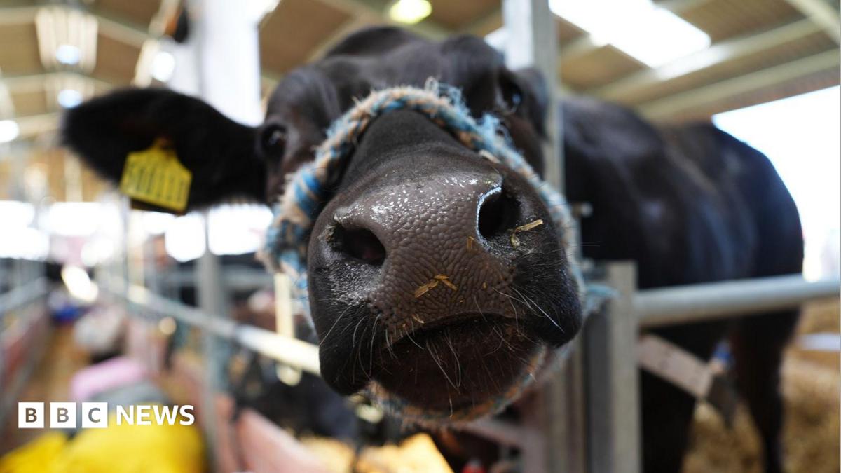 Farm show bans cattle and sheep amid outbreak
