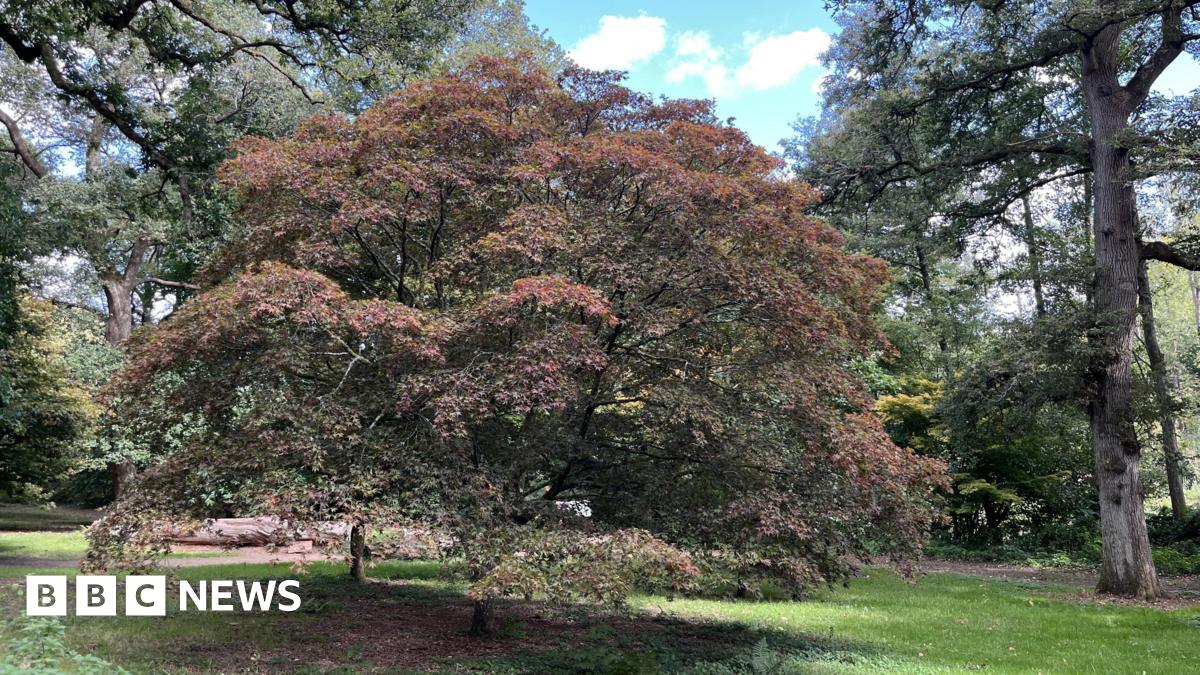 Winkworth Arboretum's leaves turning early 'due to lack of water'