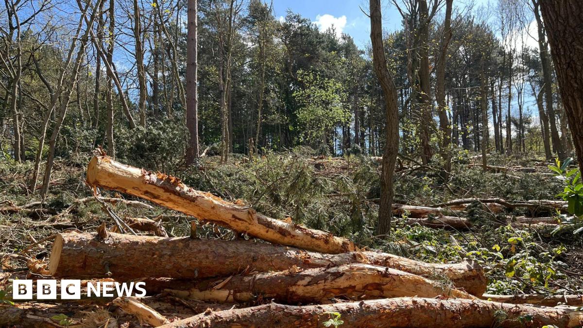 Council sorry after wrong trees cut down in Sherwood Forest