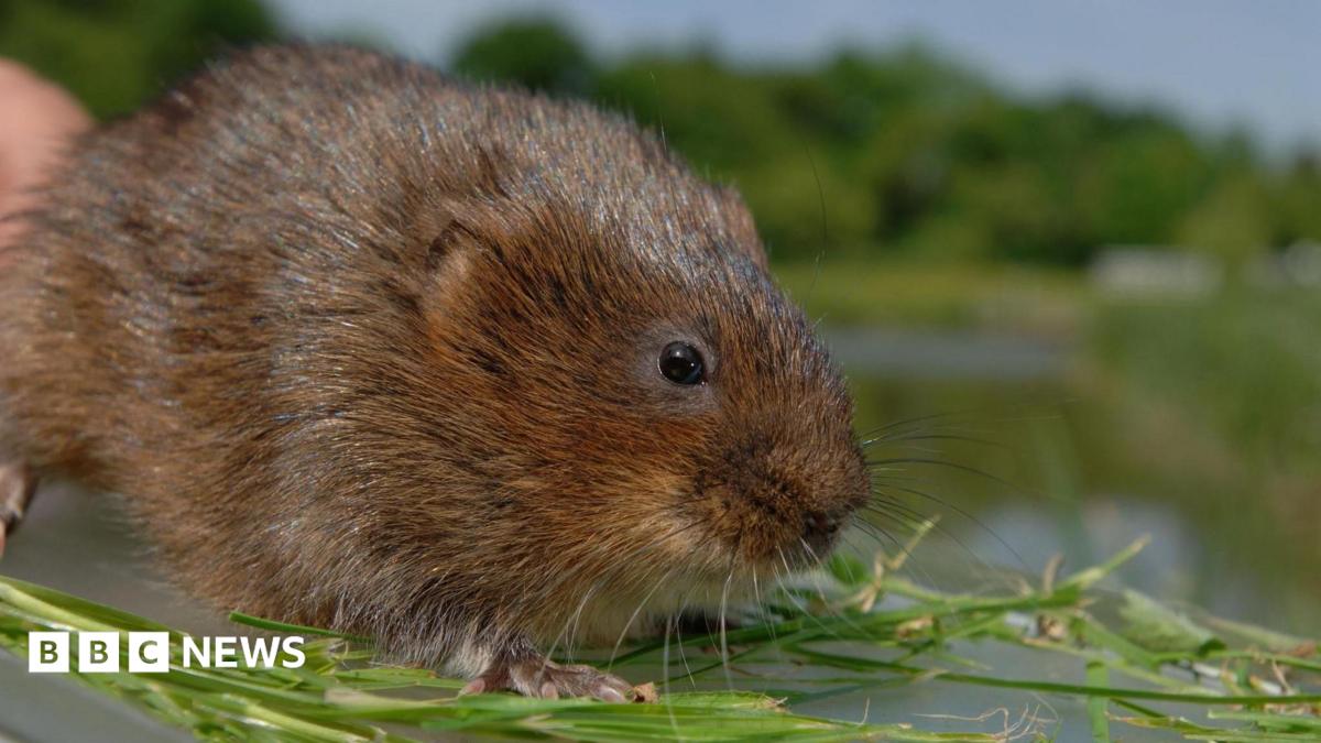 Invasive mink traps set in Eden to protect endangered water vole
