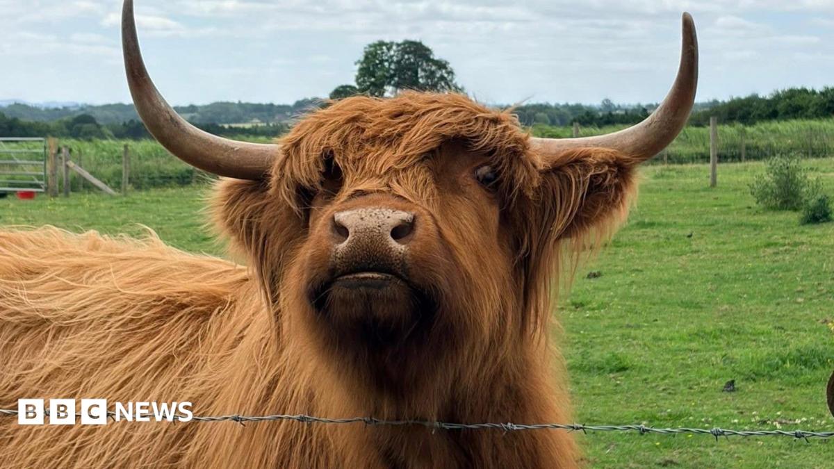 bbc.co.uk - Chloe Hughes - How Highland Cows are giving a Shropshire family farm a boost