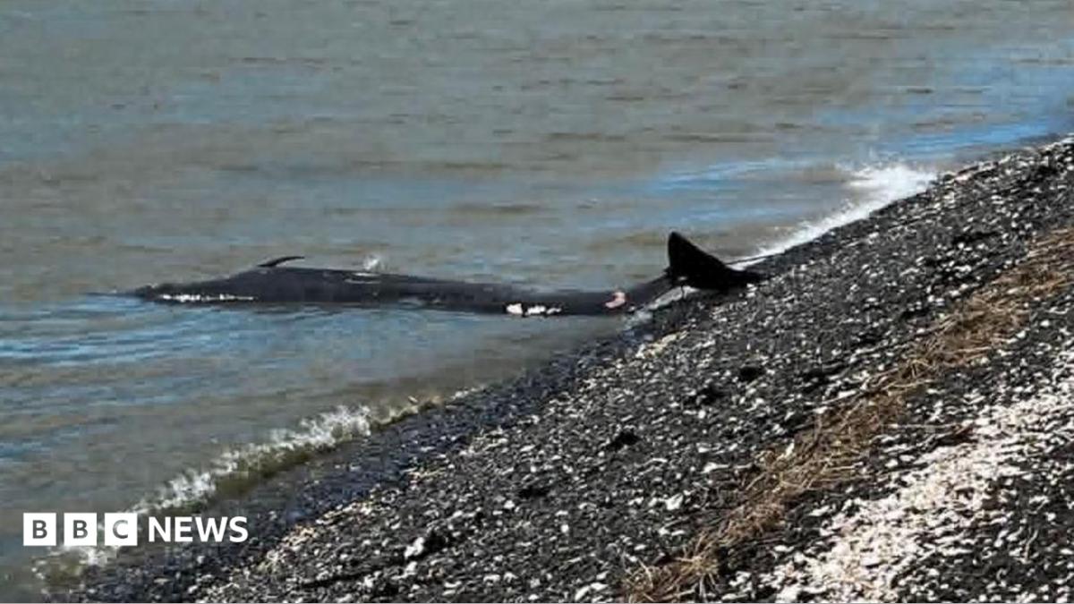 Sowerby's beaked whale washed up on Canvey Island beach