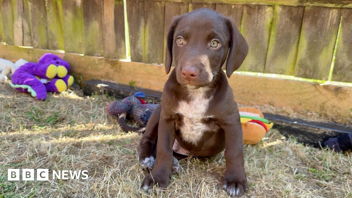 New Renters' Rights Act to help tenants keep pets
