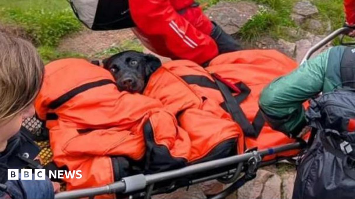 Dog rescued from Ben Nevis suspected to have eaten discarded cannabis