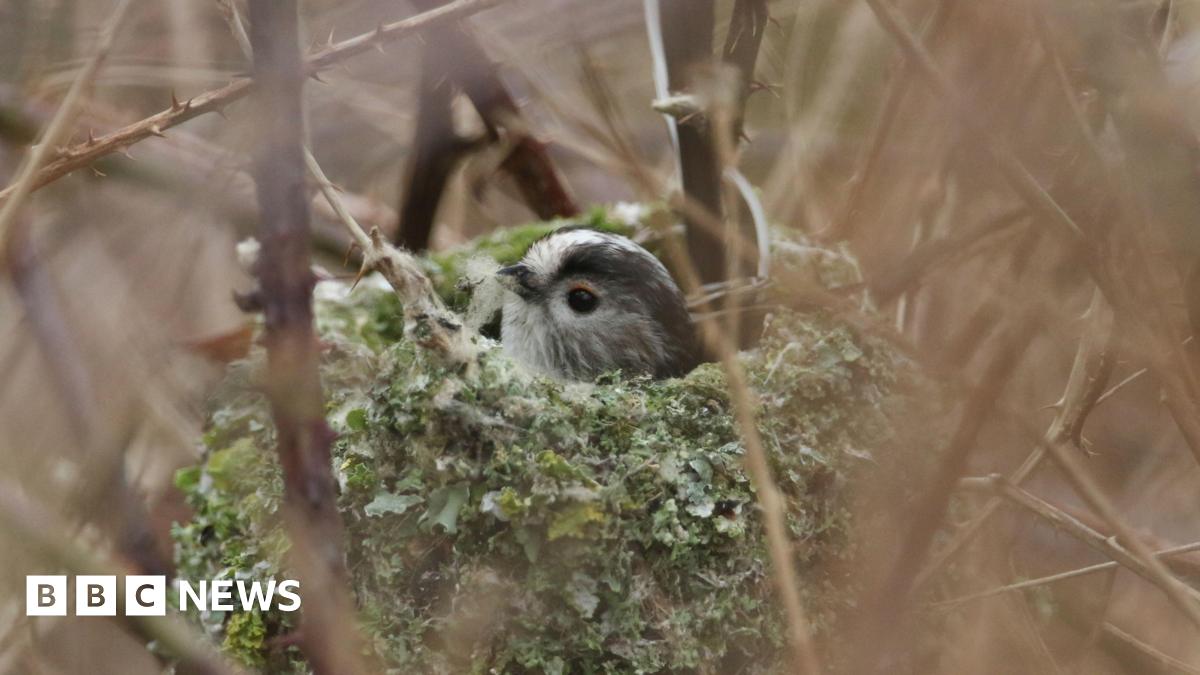 A bird sat in a nest made of moss nestled among branches.