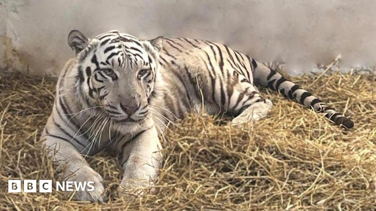 White tiger saved from Ukraine war given new home in Lincolnshire