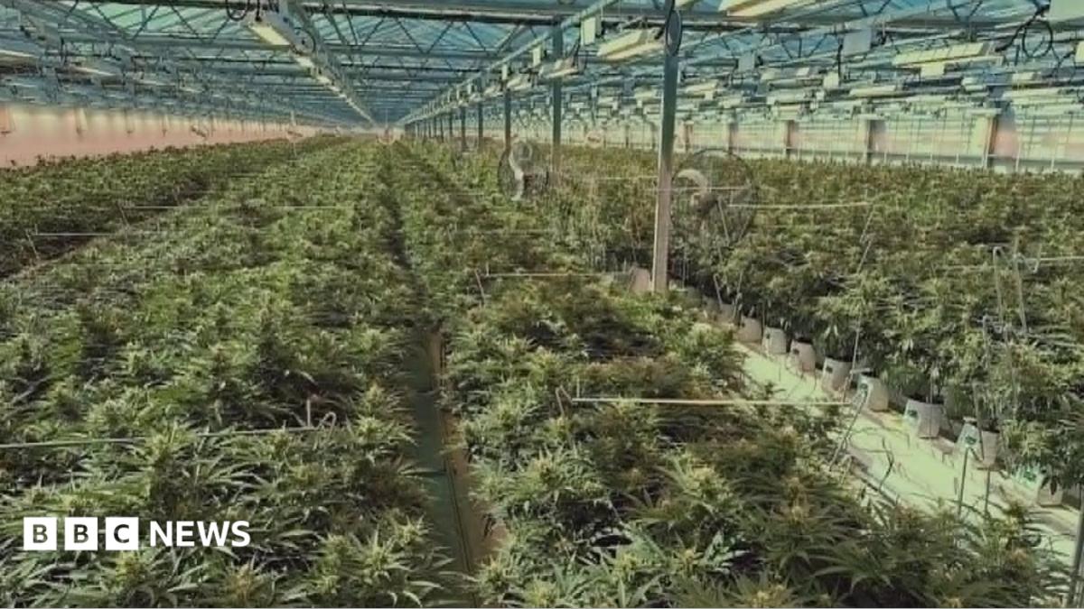 bbc.co.uk - Georgina Barnes - Rise in number of Jersey cannabis export licences, figures show