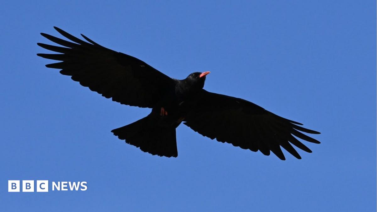 Photo: bbc.co.uk A Cornish Chough spreading its wings in the blue sky