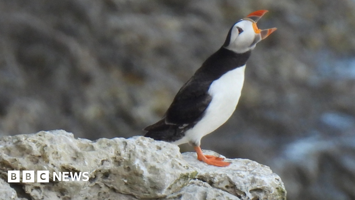 bbc.co.uk - Charlotte Coles - Puffins return to Dorset coast after colony loss fear