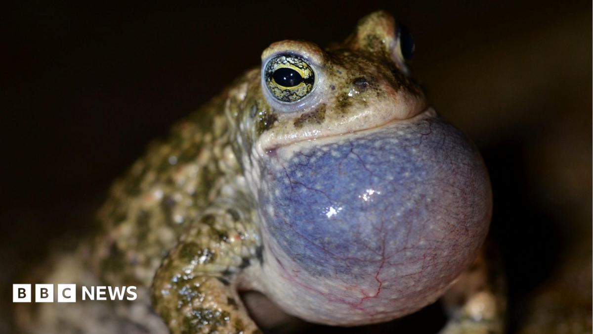 DUNE PROJECT SAVES RARE TOADS AND BEETLES