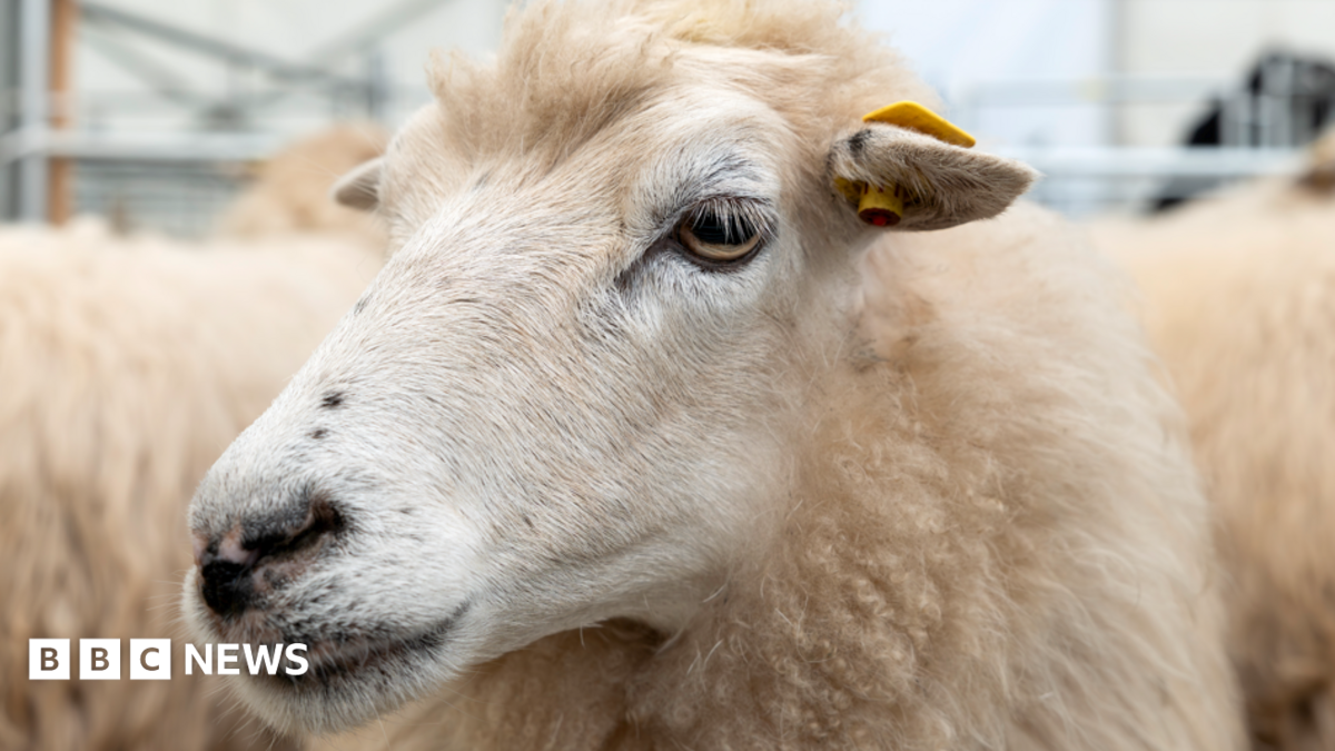 Bluetongue: Farmer says animals 'OK one minute and suddenly die'