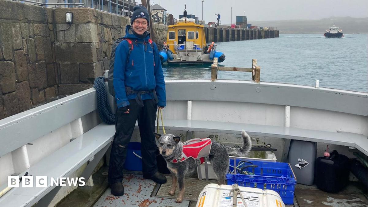 Dog tasked with search for rats on Isles of Scilly - BBC News