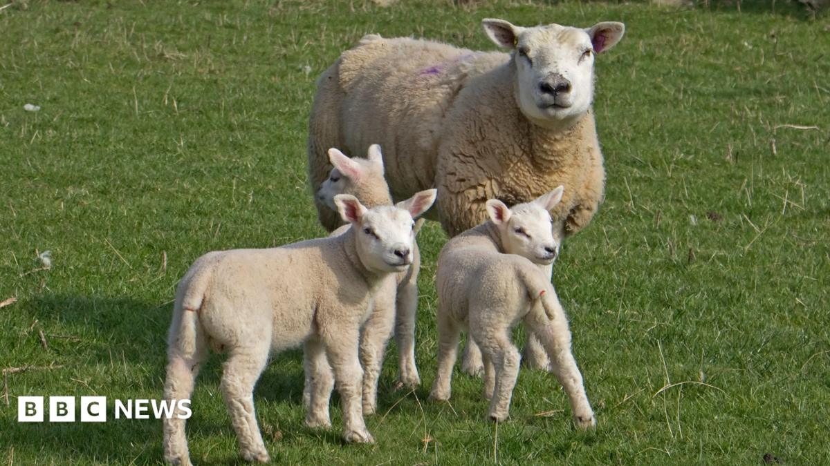 bbc.co.uk - Potentially deadly bluetongue virus found on third farm in Scotland