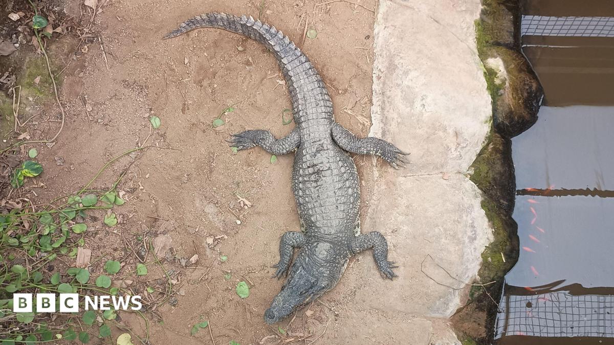 A view from above of a crocodile on a sandy or muddy ground, sitting next to brown-coloured water in an enclosure. There is green foliage to the left.