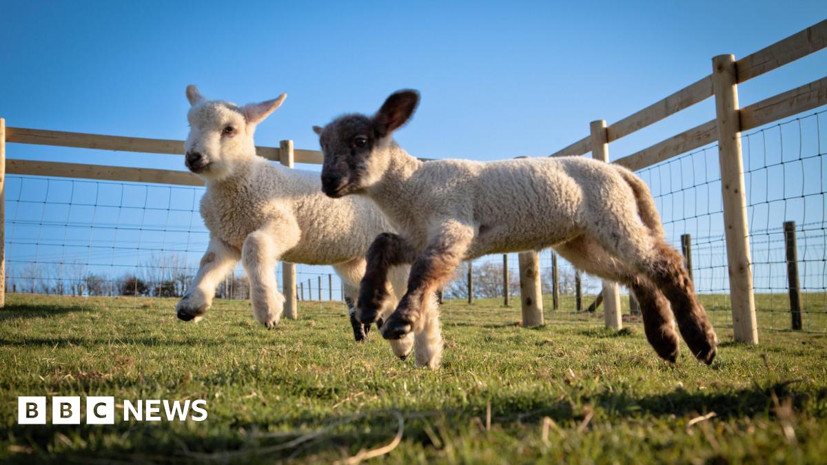 Dog owners urged to protect lambs at Exmoor National Park - BBC News