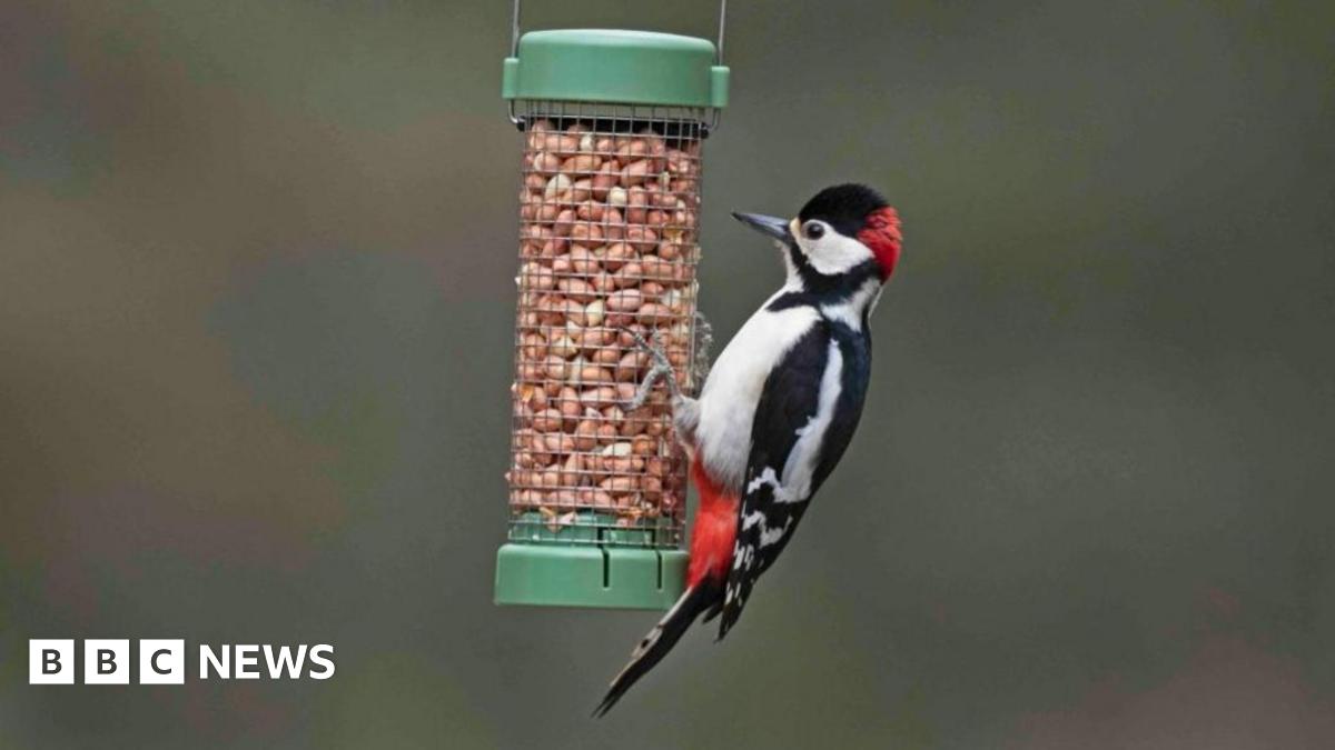 Want to help garden birds? Don't feed them in warmer months, says RSPB