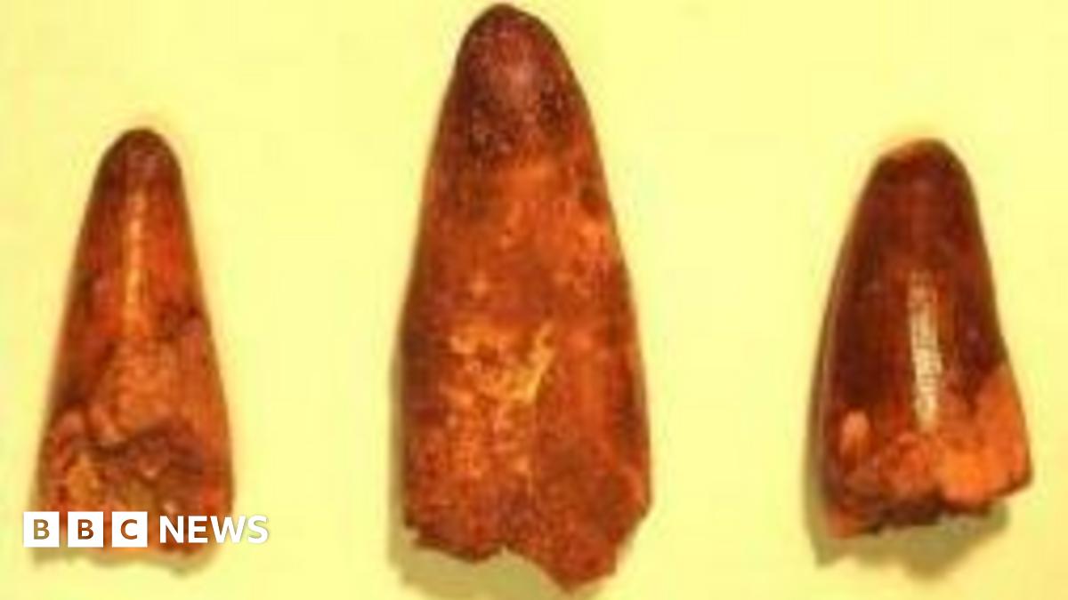 French customs seize dinosaur teeth found in lorry