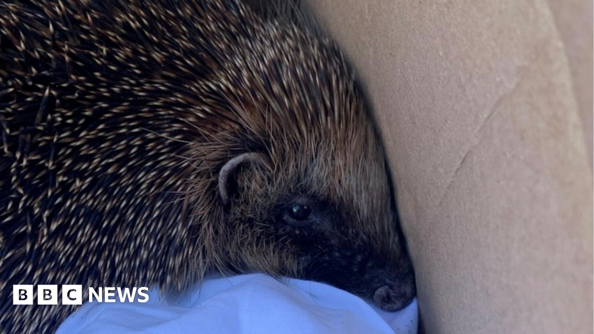 A close-up of a brown prickly hedgehog cuddled up in a cardboard box.