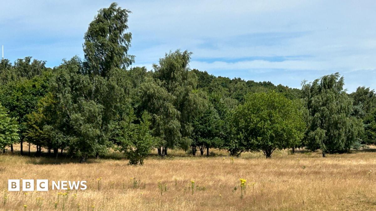 Worcestershire Wildlife Trust 'horrified' by Burlish Meadows plan