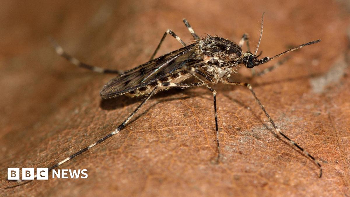 Ballykelly bites likely caused by mosquitoes, investigation finds - BBC ...