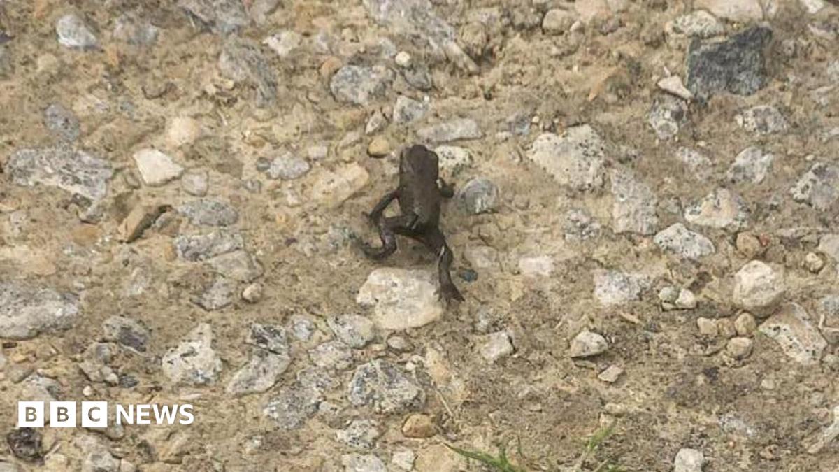 Kirkharle Courtyard parkrun cancelled due to migrating frogs