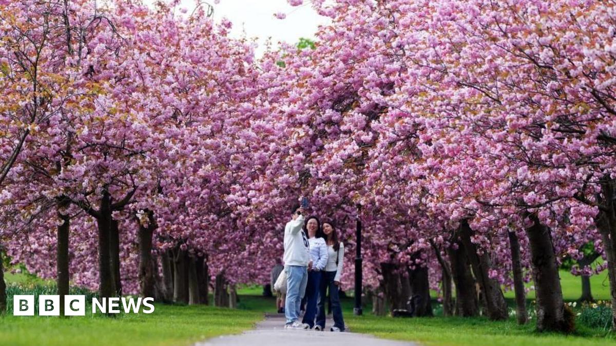 Harrogate 'hanami' as people flock to photograph cherry blossom