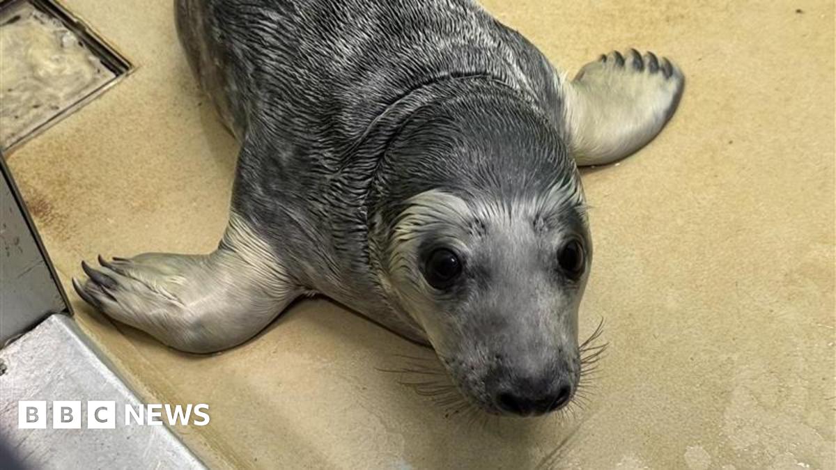 Why a RSPCA Sussex rescue centre is taking in more and more wild seals Why a RSPCA Sussex rescue centre is taking in more and more wild seals