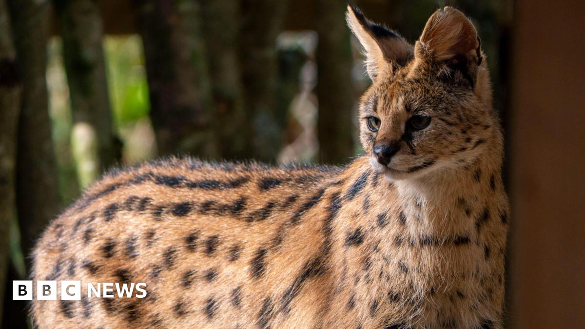 Female serval cat joins rescued male at Dartmoor zoo BBC News