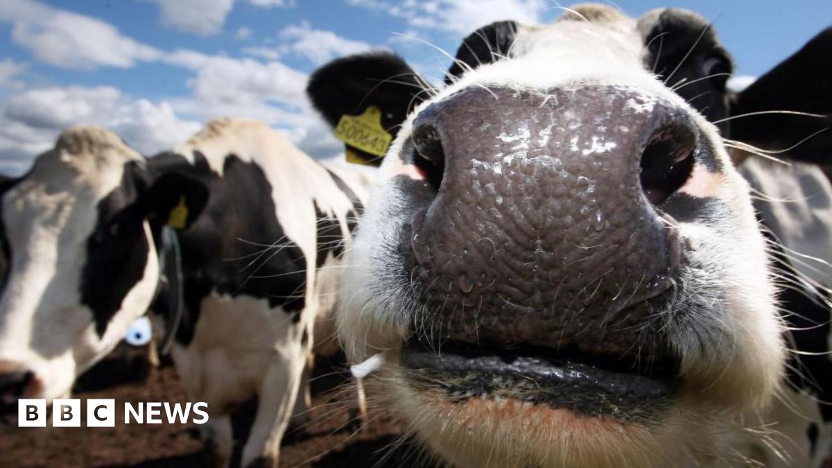 bbc.co.uk - Owen Sennitt - Fears moving Norwich's livestock market will cause traffic chaos