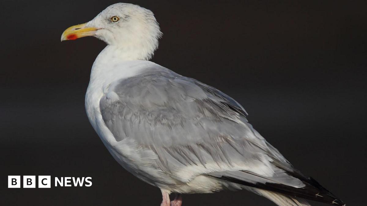 Inland reserve hailed as 'vital' refuge for gulls