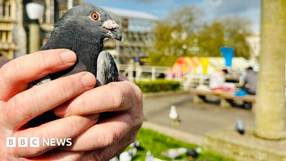 bbc.co.uk - Laura Devlin - Why are people in such a flap about Norwich Market pigeons?