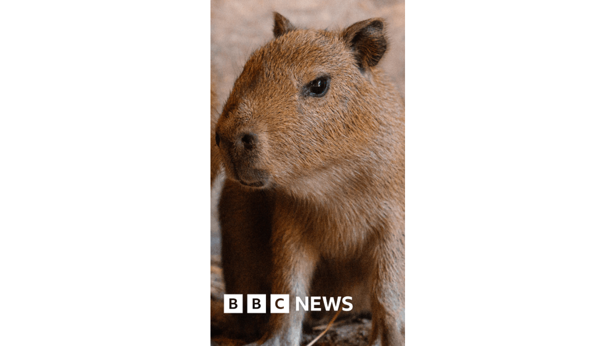 Two capybara pups born to UK's only breeding pair