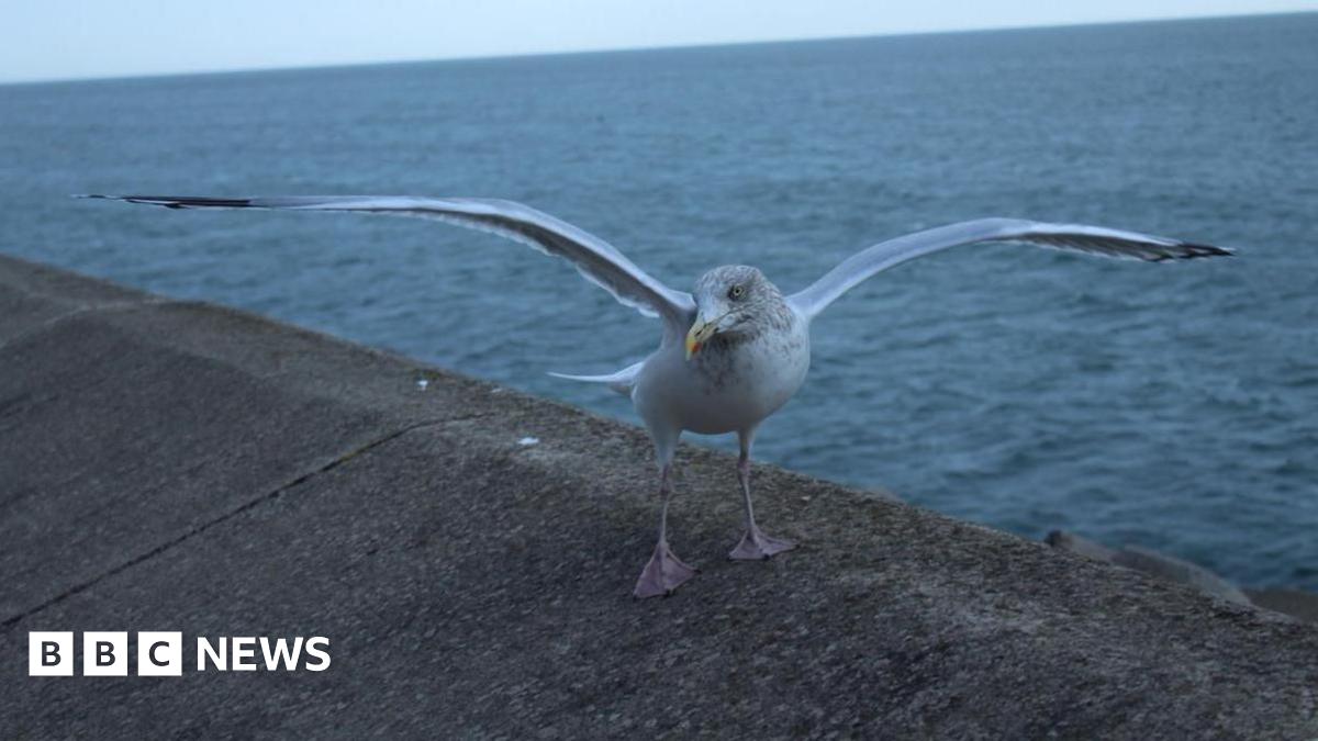 bbc.co.uk - Anttoni James Numminen - North Yorkshire Council told to speed up food waste to stop gulls