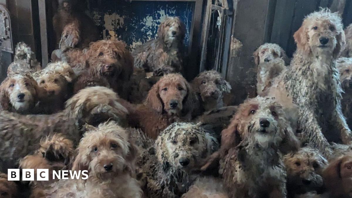 About 15 different poodle-cross dogs, all with shaggy coats in various shades of grey, white and tan, are seen crowded into one living space. One dog is seen howling, and another is seen sitting in what looks like a wood burner