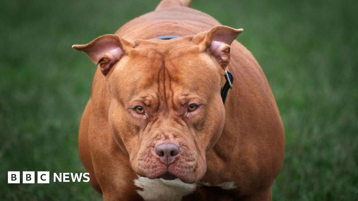 A stock photo of an XL Bully dog