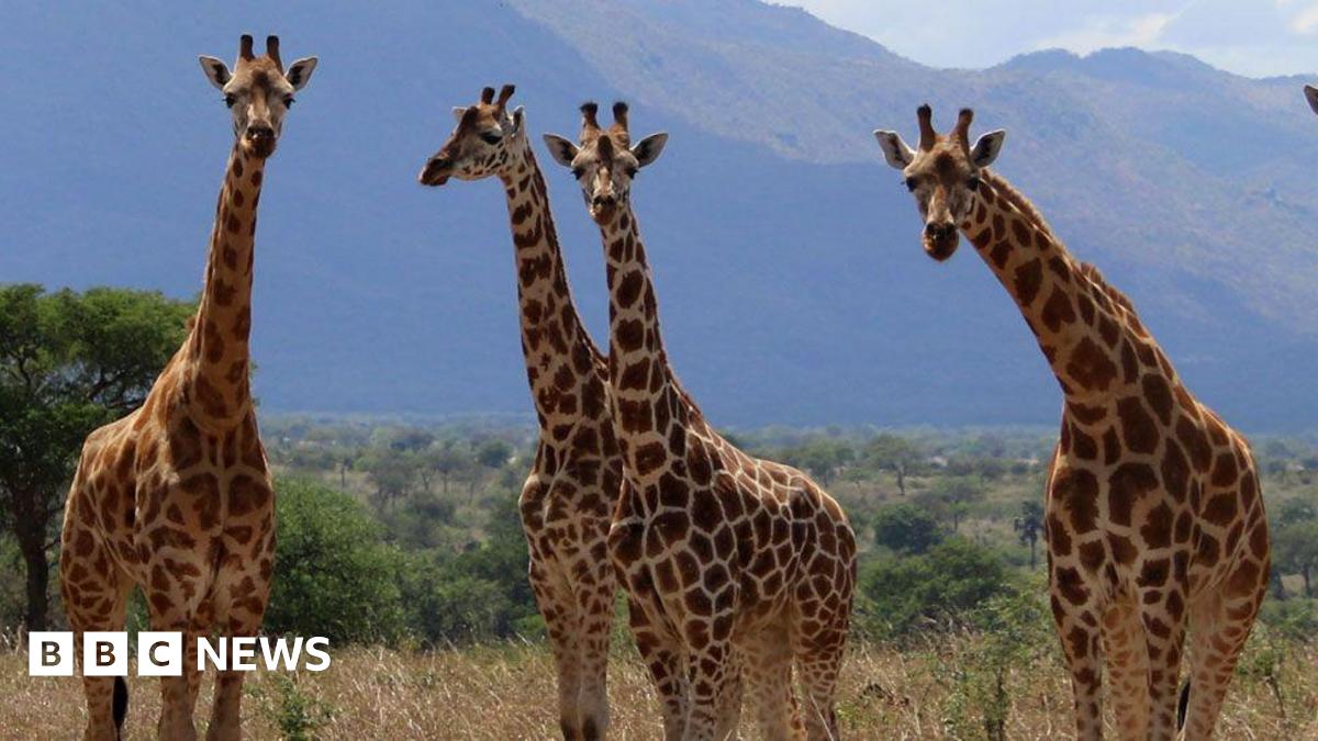 Three more giraffe species than previously thought, scientists say