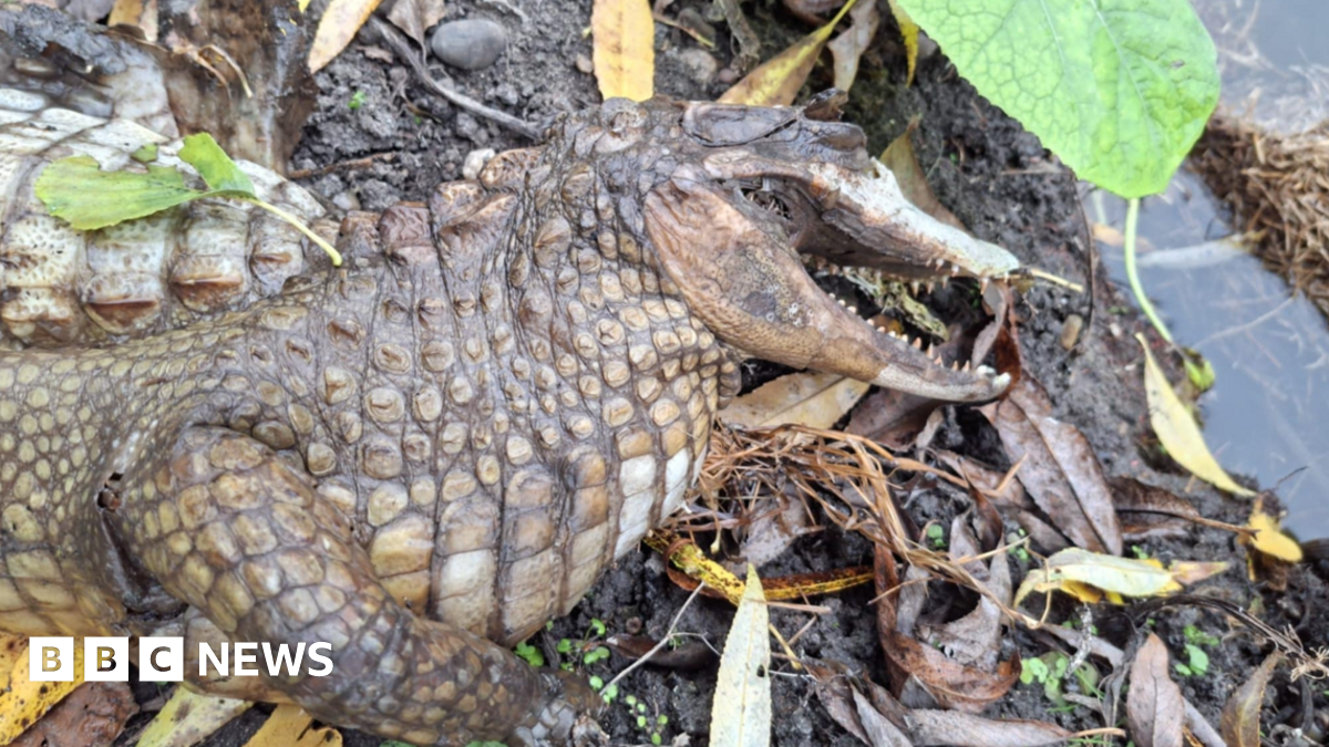 Police solve 'crocodile' find in Derbyshire after snappy appeal