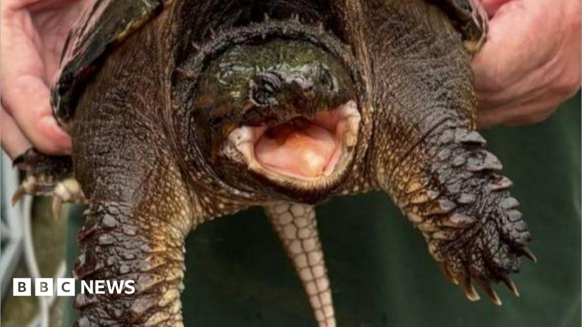 Snapping turtle with sharp bite found near Swansea
