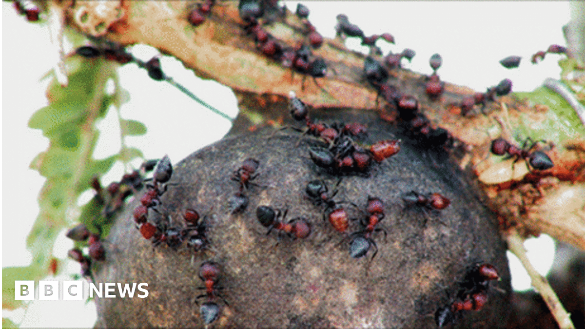 Ants work with acacia trees to prevent elephant damage - BBC News