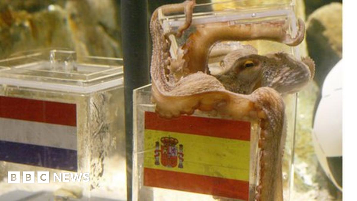 Paul the World Cup 'psychic octopus' dies BBC News